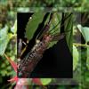 Phasmatoptera - Eurycantha calcarata
