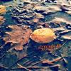 online anhören Nordlys - Autumn EP